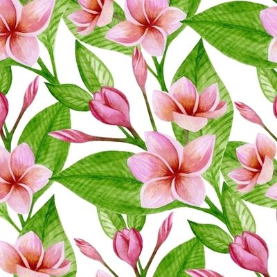 ЦВЕТУЩАЯ ПЛЮМЕРИЯ НА БЕЛОМ ФОНЕ