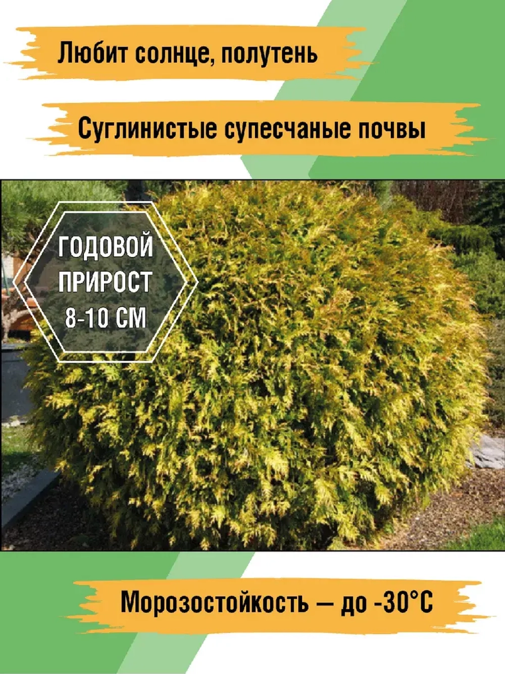 Туя саженец западная Голден Глоб хвойные