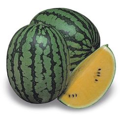 ШАМПАНЬ F1 семена арбуза (Takii | Alexagro)