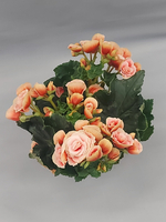 Бегония Борис 13/30