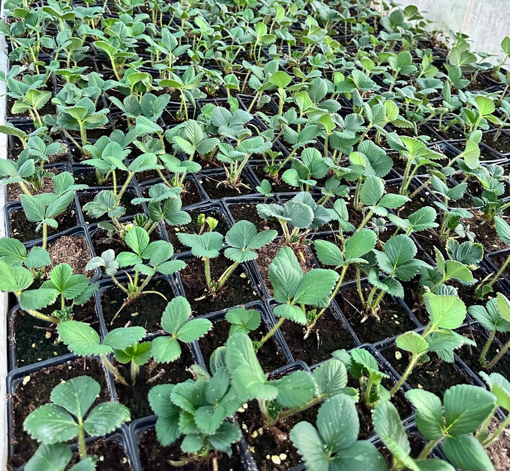 Саженцы садовой земляники (клубники) "СИРИЯ" 4 шт