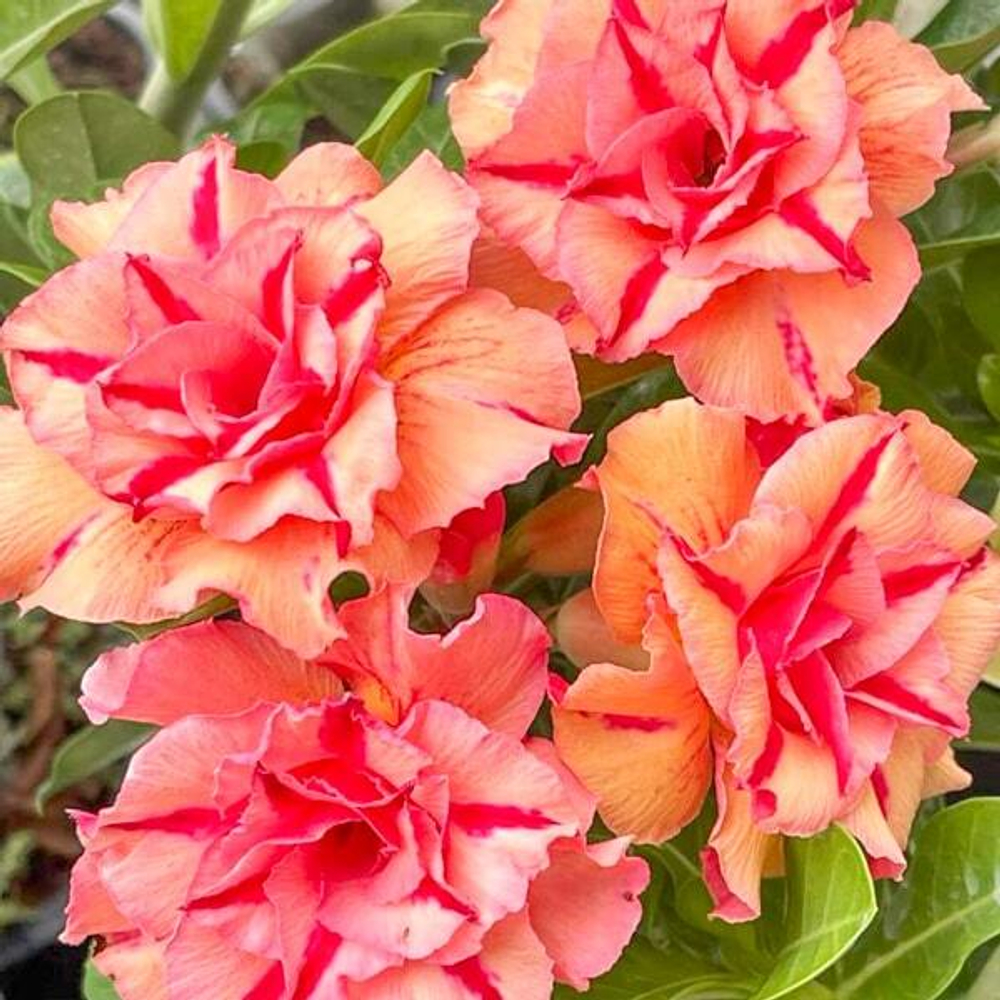 Адениум THONG PHANLAN