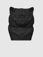 Экзотическая короткошерстная кошка