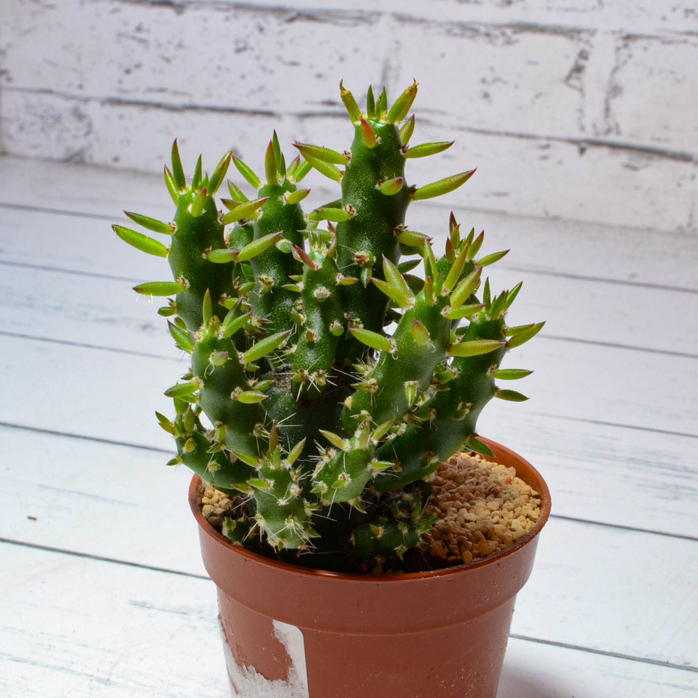 Opuntia Subulata (Опунция)