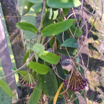 Хойя GLOBULIFERA