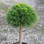 Сосна горная Варелла С4 Ра 40-70