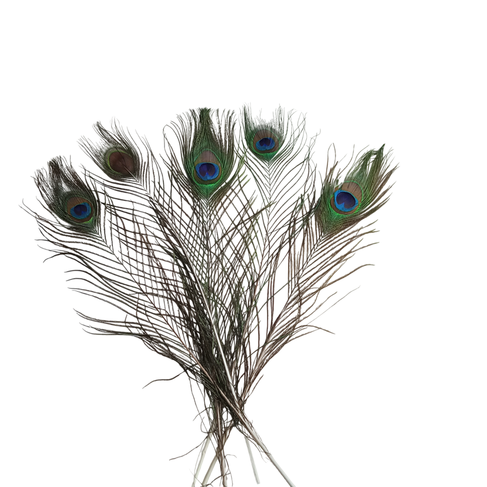 Перо павлина длинное "глаз" натуральное 2 сорт