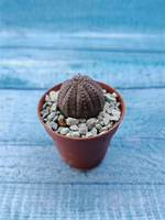 Euphoria Obesa (Эуфорбия)