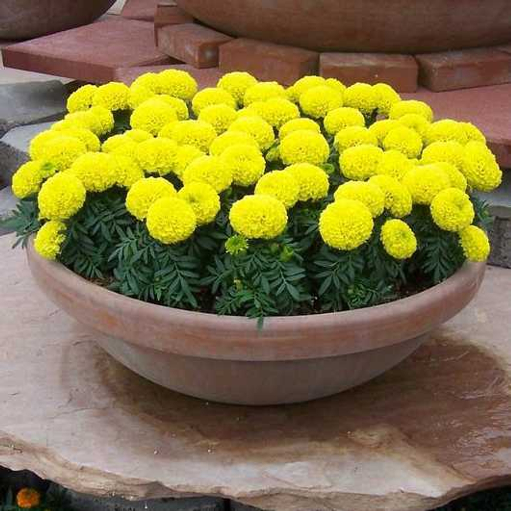 Бархатцы прямост. Дискавери Еллоу (100шт) Витагрин Профи