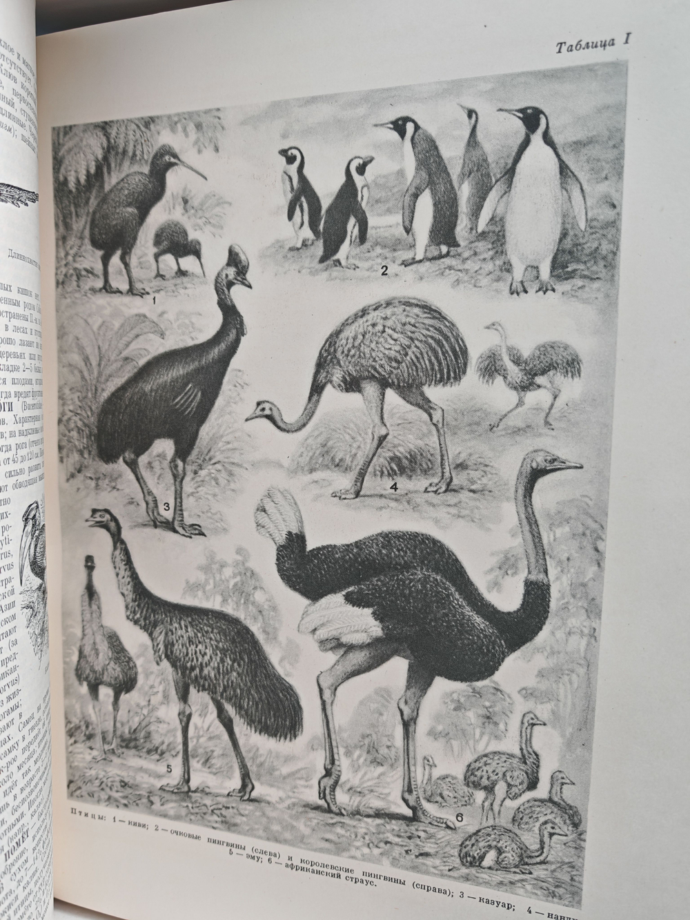 Большая Советская Энциклопедия, в 51 томе. Том 35 (прокат - раковины)