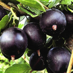 Крыжовник КОМАНДОР (ВЛАДИЛ)