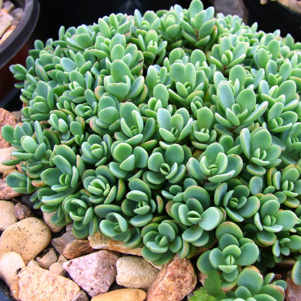 Седум (Sedum) ewersii (эверса)