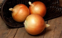 Медальон F1 семена лука репчатого (Syngenta / Сингента)