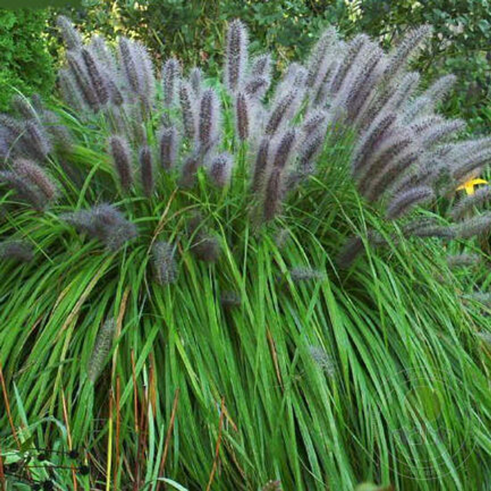 Пеннисетум лисохвостовый Маудри С2