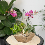 Готовый флорариум с лиловой орхидеей Капля L