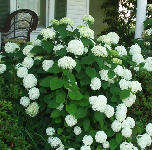 Гортензия древовидная Баунти(3/6 веток) Закупка М59 апрель 2026