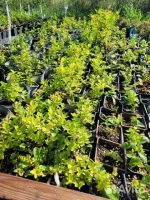 Спирея японская Литл Принсесс Р9