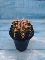 Gymnocalycium Variegata (Гимнокалициум Вариегатный)