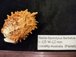 Спондилюс Барбатус 65-70мм