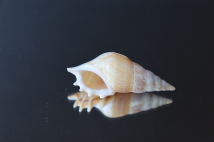 Ракушка тибия деликатула (Rostellariella delicatula)