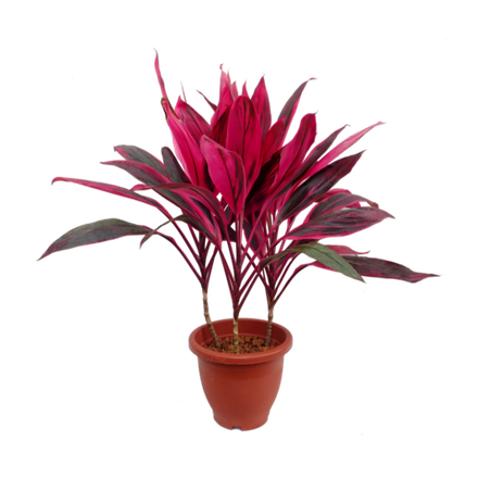 Кордилина Пинк