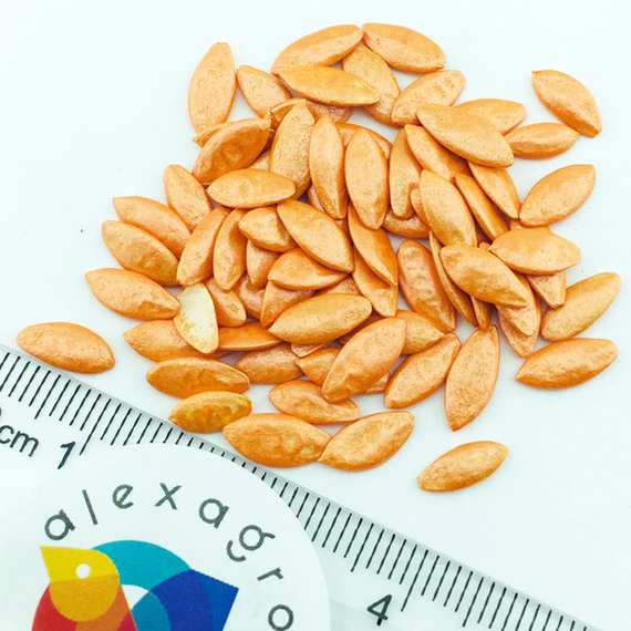 Сатина F1 семена огурца партенокарпического (Nunhems / ALEXAGRO) семена – фото 8