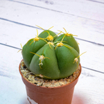Gymnocalycium Horstii (Гимнокалициум)