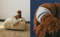 Бандана для питомца Zara Home, хлопок, синий, 1379/149