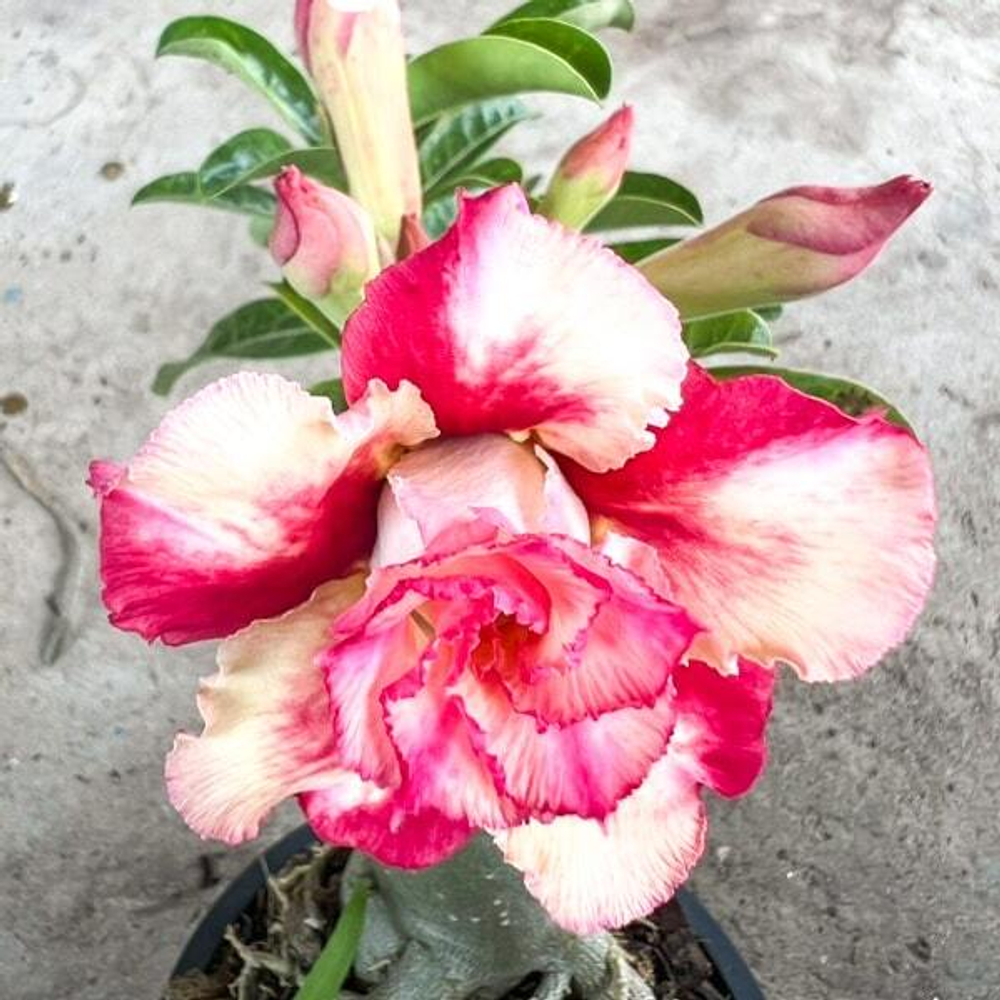 Адениум обесум SUGAR ROSE