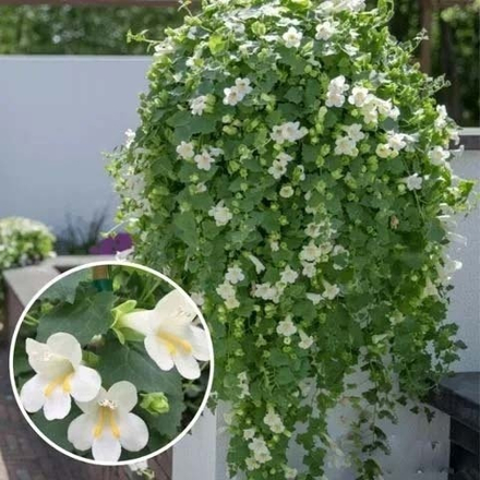 Лофос белый. ОКС укорененный черенок Под заказ