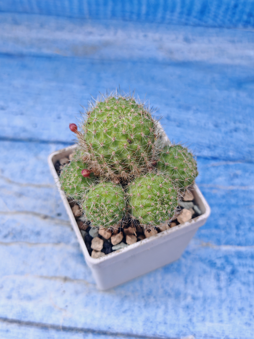 Rebutia Pulvinosa (Ребуция)