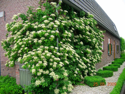 Гортензия черешковая (вьющаяся) Петиоларис (petiolaris)