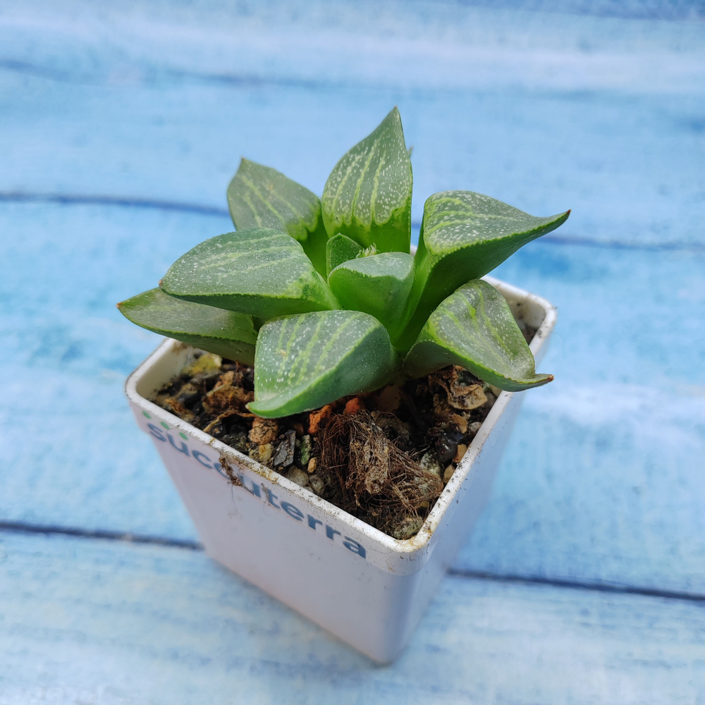 Haworthia Comptoniana Hybride hybrid (Хавортия)