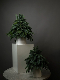 Хвоя в коробке «Ёлка в миниатюре»