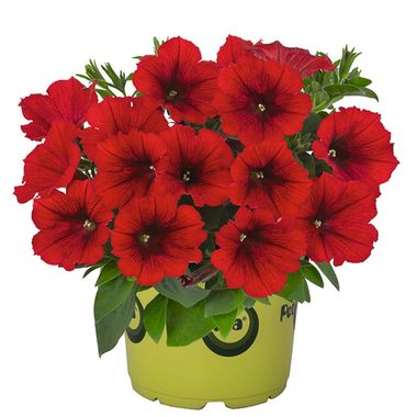 32180 Петуния SWEETUNIA RED (ВЕСНА 2025)