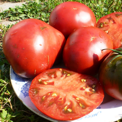 Помидоры Black Sea Man