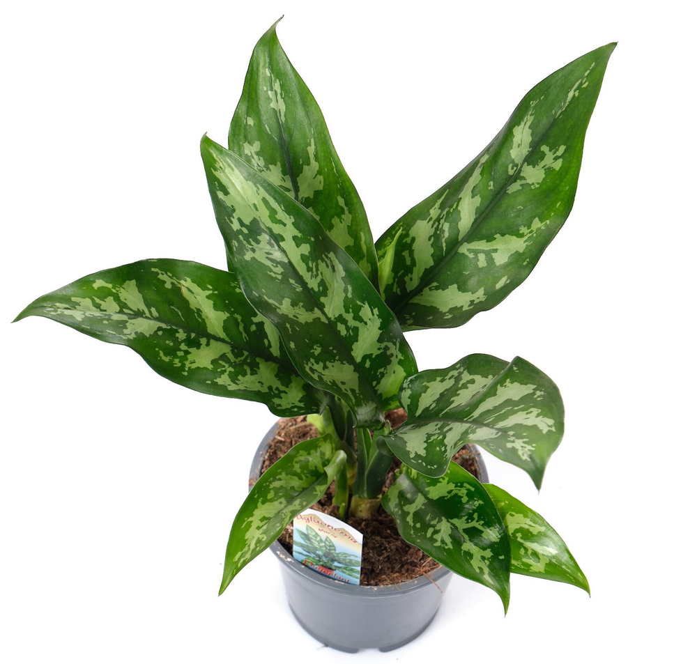 Аглаонема Мария