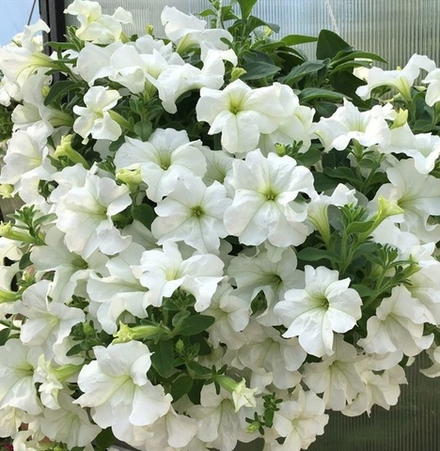 Петуния Fanfare White. ОКС укорененный черенок. 1-10 марта