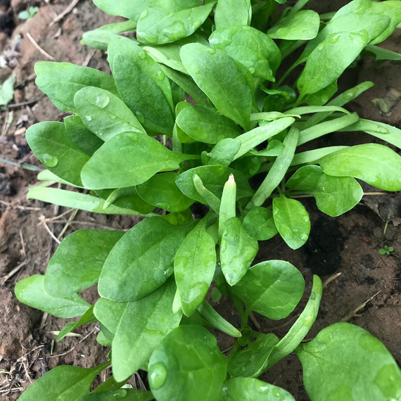 Пума F1 семена шпината (Rijk Zwaan / ALEXAGRO) культура – фото 4