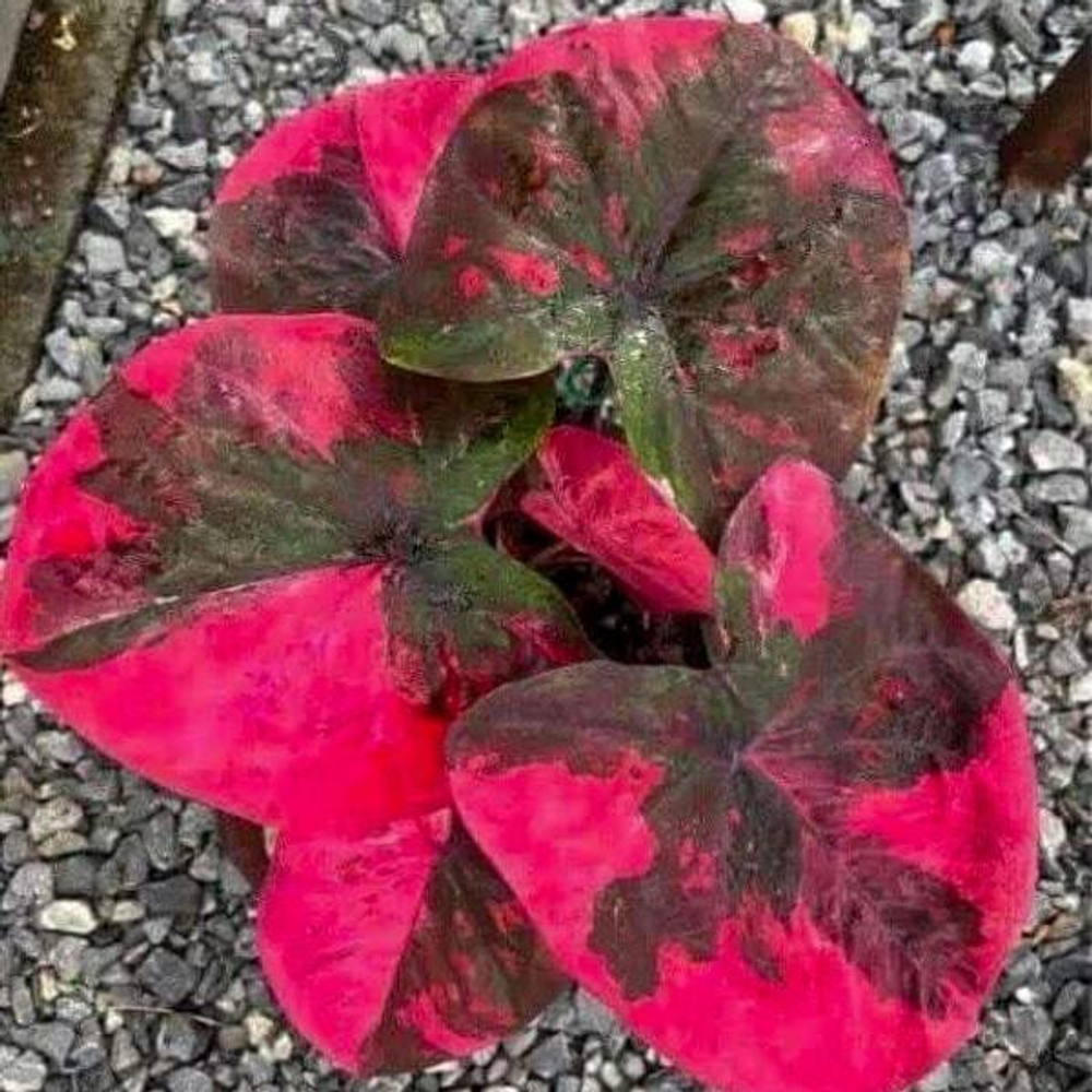 Каладиум PHON PHRAGAN – DARK MONK BLESSING