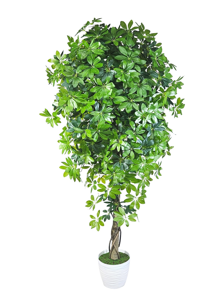 Шеффлера 170см в кашпо