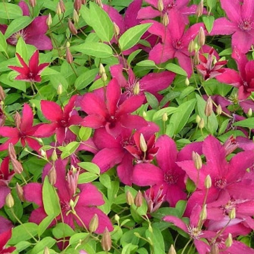 Клематис крупноцветковый Рюютель