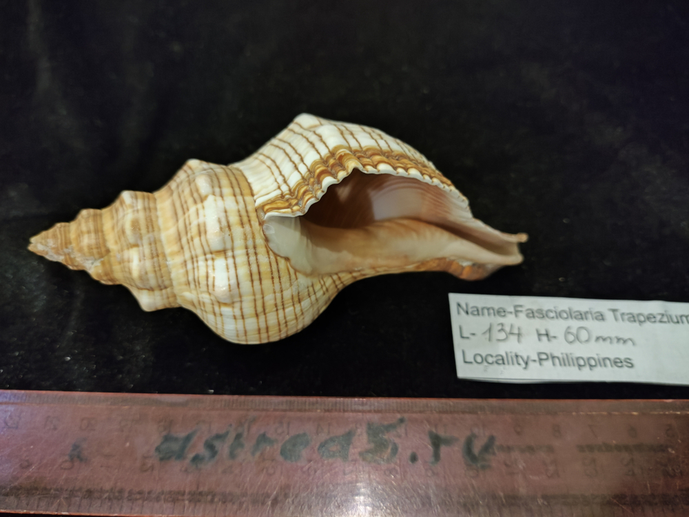 Фасциолария трапезиум 130мм-150-175мм