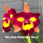 Орхидея ринхолелиокаттлея RLC. STAR PLATINUM N2