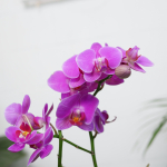 Готовый флорариум с пурпурной орхидеей Икос L