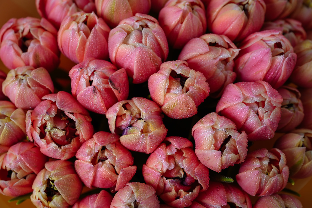 Моно букет из пионовидных тюльпанов в шляпной коробке