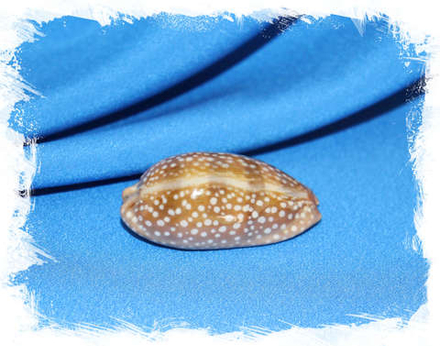 Ципрея цервинетта (Cypraea cervinetta) 5,7 см.