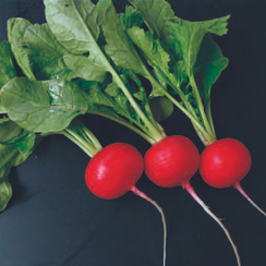 Атолл F1 семена редиса (Sakata / Саката)