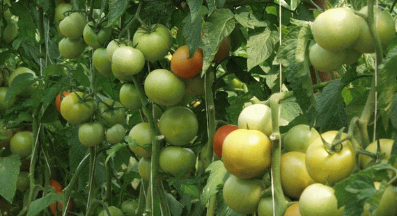 Магнус F1 семена томата полудетерминантного (Seminis / Семинис) – фото 11