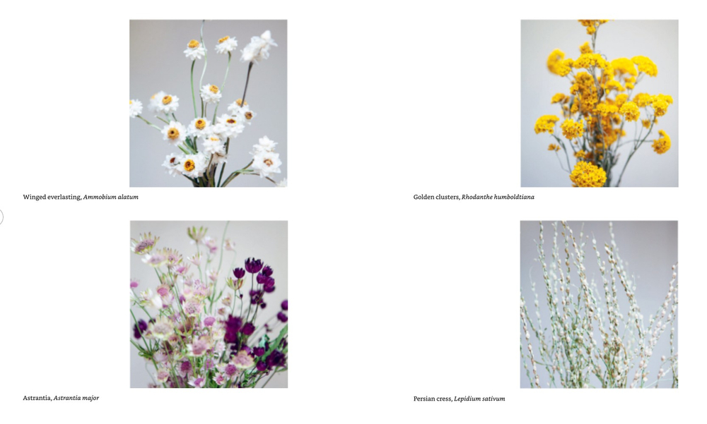 Everlasting Blooms